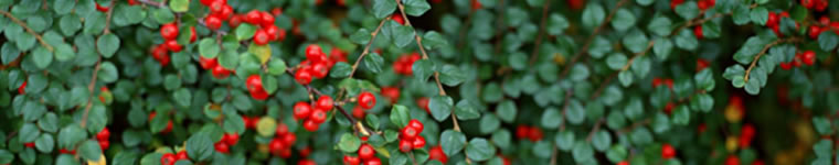 �o�c�҂̂��߂̌o��팸���@